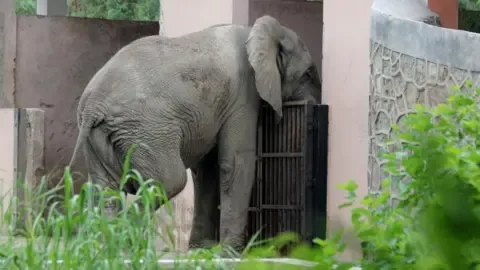 The Solitary Existence and Demise of Delhi’s Lone Elephant from Africa